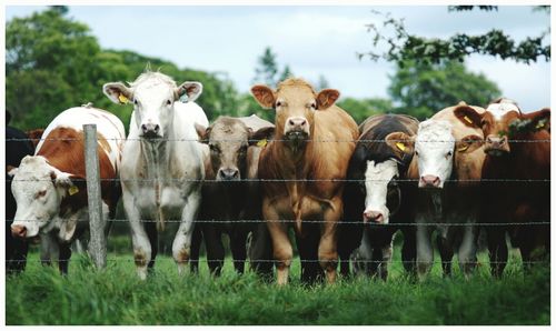 Cows behind barbed wire fence