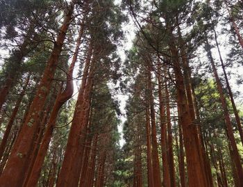 Low angle view of trees in forest