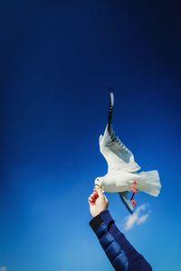 Cropped hand feeding seagull against blue sky