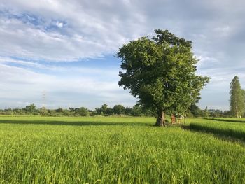 Scenic view of agricultural field against sky