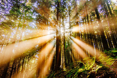 Sunlight streaming through trees in forest