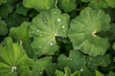 Close-up of leaves