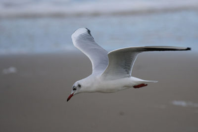 Seagull flying over sea