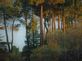 Trees in forest during autumn