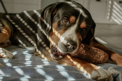 Close-up portrait of dog lying down on bed