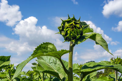 Low angle view of sunflower plant against sky