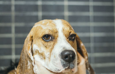 Close-up portrait of dog getting shower by woman in bathroom at home