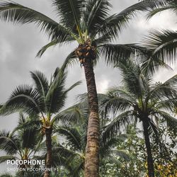 Low angle view of palm trees against sky