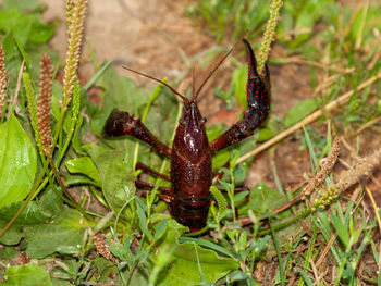 Close-up of insect on plant