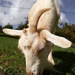 Close-up of cow on field