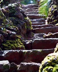 Close-up of moss on rock