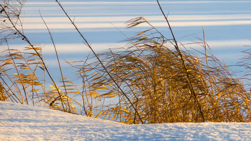 Bare trees against sky during winter