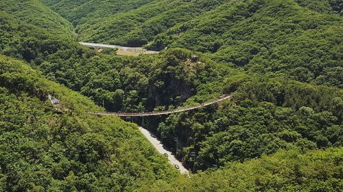 Scenic view of forest