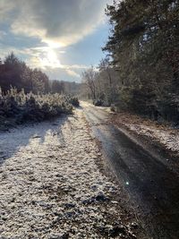 Dirt road amidst trees against sky