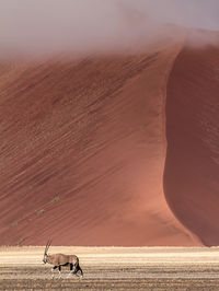 Antelope on field against mountains