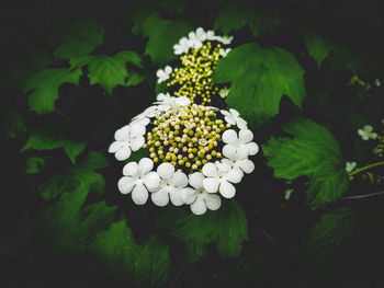 High angle view of white flowering plant