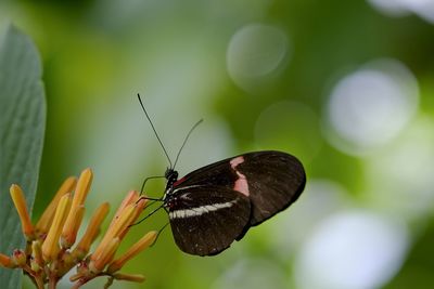 Close-up of butterfly pollinating on flower