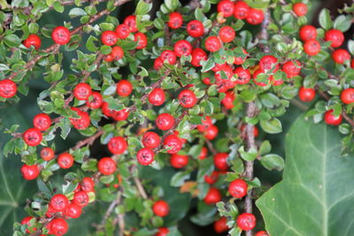 Close-up of red berries growing on plant