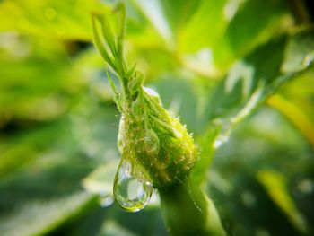 Close-up of green leaves