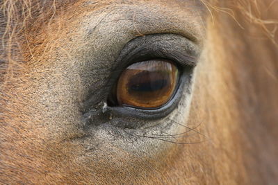 Close-up of horse eye