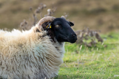 View of an animal looking away on field