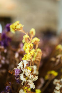 Close-up of yellow flowering plant