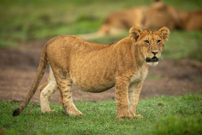 Lion cub stands on short grass staring