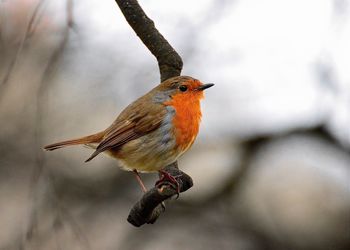 Close-up of bird perching on branch