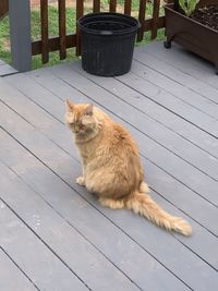 High angle view of cat sitting on boardwalk