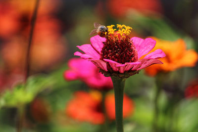 Close-up of bee on flower