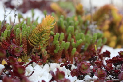 Close-up of various sedums on green roof