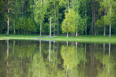 Reflection of trees in lake