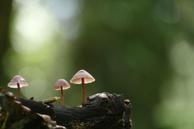 Close-up of mushroom growing in forest