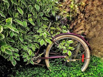 High angle view of bicycle parked plants