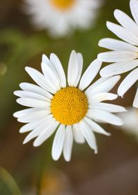 Close-up of white daisy