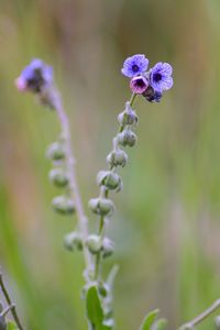 Close-up of purple flowering plant