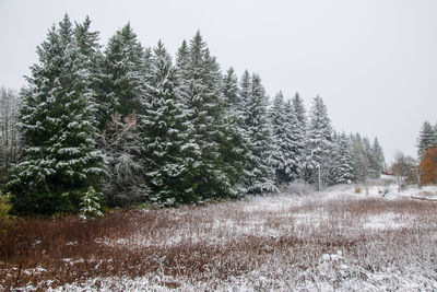 Pine trees on snow covered field against sky