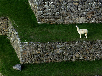View of a dog on the wall