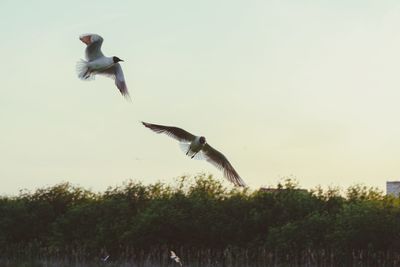 Seagulls flying in the sky