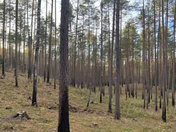 Trees on field in forest