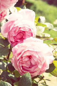 Close-up of pink rose