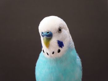 Close-up of a parrot