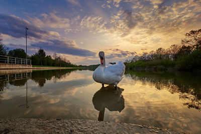 Swan on lake against sky during sunset