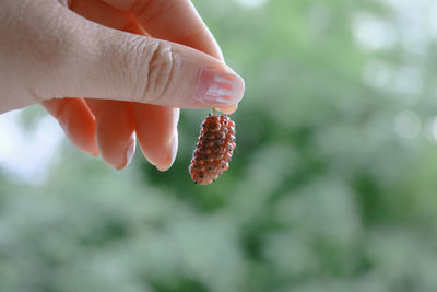 Close-up of hand holding strawberry