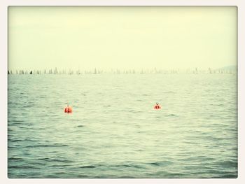 Reflection of trees in sea