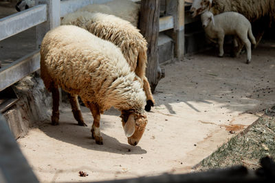 Sheep standing in a pen