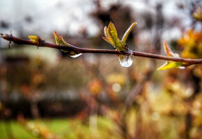 Close-up of water drops on leaf