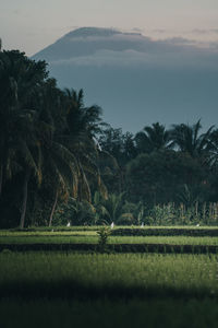 Scenic view of palm trees on field against sky