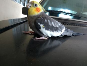 Close-up of parrot perching