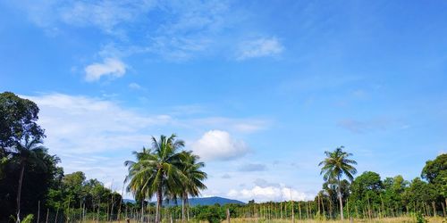 Panoramic shot of palm trees against sky